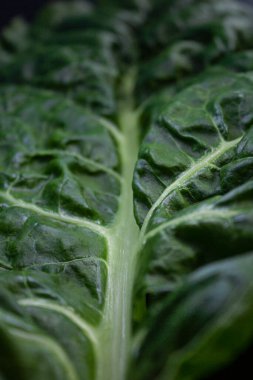 Siyah arka planda pancar yaprağı koyu renklerde