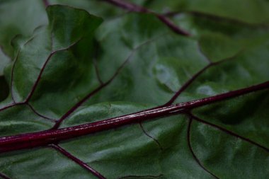 Siyah arka planda pancar yaprağı koyu renklerde