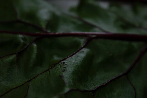 Beet Leaf Black Background Dark Colors — Stock Photo, Image