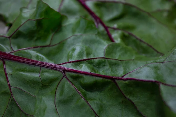 Beet Leaf Black Background Dark Colors — Stock Photo, Image