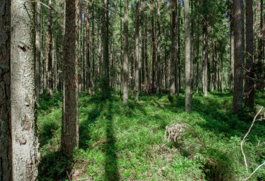 Saf ve gerçek bir ormanda yetişen bir yabanmersini bitkisi. Dutlar dallarda görülebilir, güzel mavi renkte.