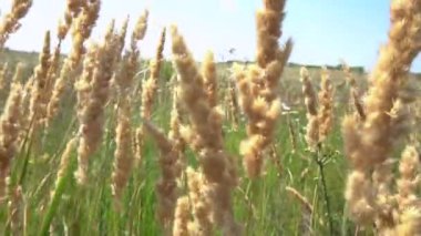 Çeviri: nazo82 Shagrathian