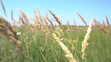 - Evet, evet, evet, evet, evet.