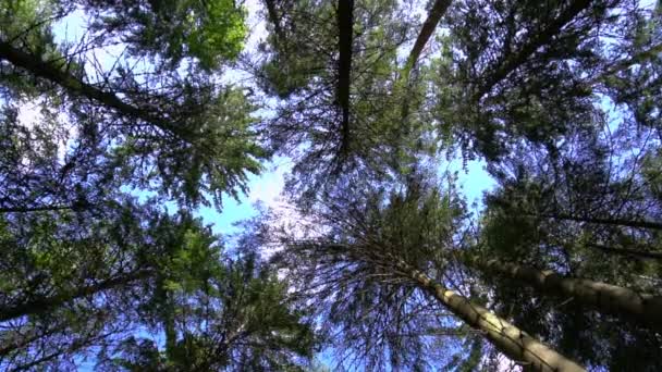 Alberi nella foresta — Video Stock