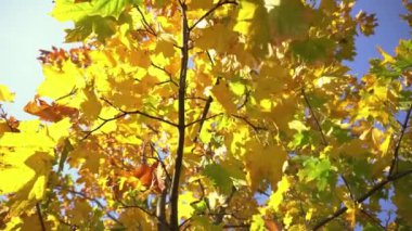 Çimlerin üzerinde yapraklar.