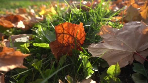 Listí na trávě — Stock video