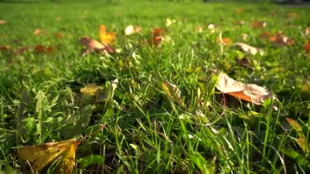 Feuilles sur l'herbe — Video