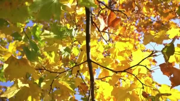 Amarillo en el árbol 3 — Vídeo de stock