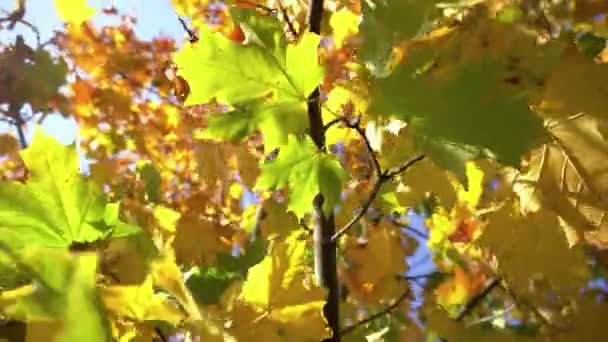 Gula blad på trädet2 — Stockvideo