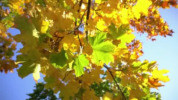 Folhas amarelas na árvore 4 — Vídeo de Stock
