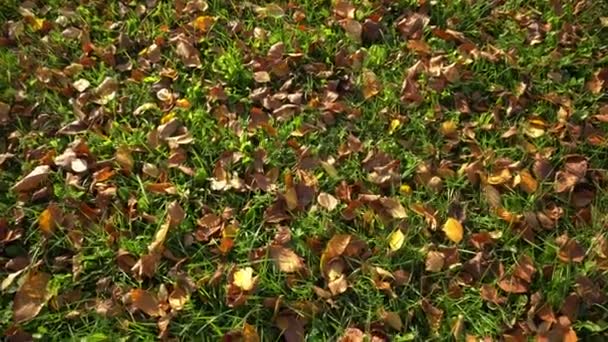 Bladeren op het gras — Stockvideo