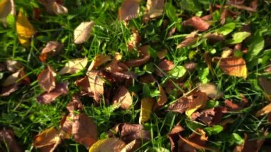 Çimlerin üzerinde yapraklar 