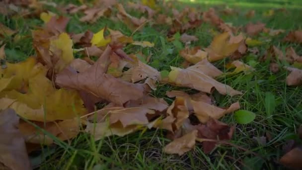 Listí na trávě — Stock video