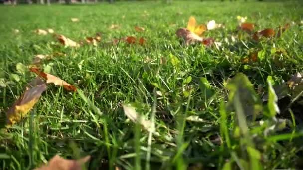 Folhas na grama — Vídeo de Stock