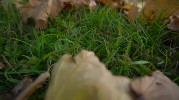 Leaves on the grass — Stock Video