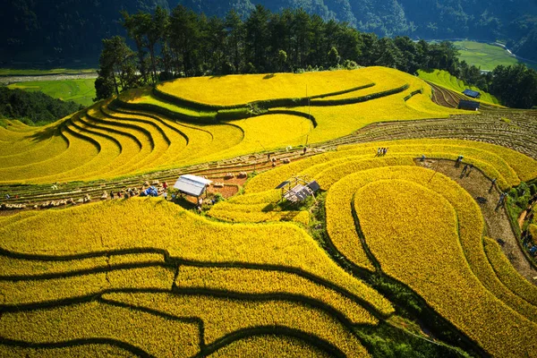 Aerial View Ripen Rice Terraces Cang Chai Vietnam — Stock Photo, Image
