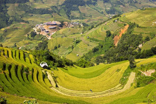 Ripen Rice Terraces Cang Chai Vietnam — Stock Photo, Image