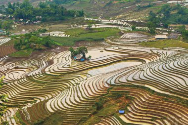 Sulama mevsiminde pirinç terasları, Y Ty, Lao Cai, Vietnam.