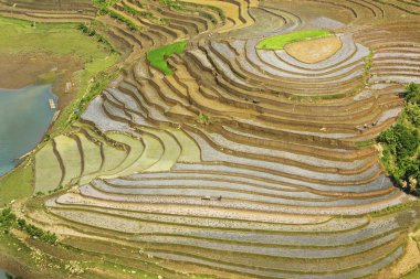 Sulama mevsiminde pirinç terasları, Y Ty, Lao Cai, Vietnam.