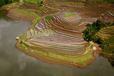 Teraslı pirinç tarlaları mu cang chai, yen bai, vietnam.