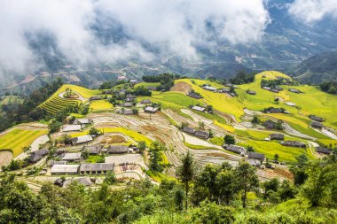 Ha Giang, Vietnam hasat zaman içinde Ripen pirinç terasları.