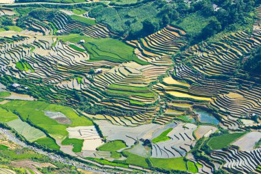 Mu Cang Chai, Vietnam sulama sezonunda güzel pirinç terasları, Mayıs 2019