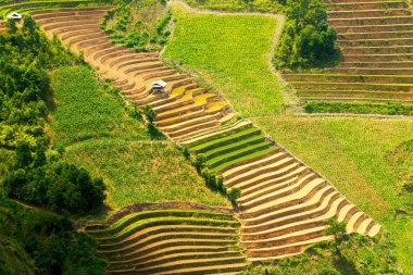 Mu Cang Chai, Vietnam sulama sezonunda güzel pirinç terasları, Mayıs 2019