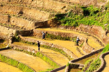 Mu Cang Chai, Yen bai, Vietnam'daki teraslı pirinç tarlalarında yeni bir mahsul için hazırlıklar.