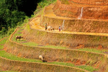 Teraslı pirinç tarlaları mu cang chai, yen bai, vietnam.