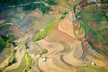 Mu Cang Chai, Vietnam 'da pirinç teraslarının havadan görünümü