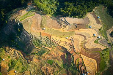 Mu Cang Chai, Vietnam 'da pirinç teraslarının havadan görünümü