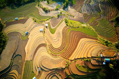 Mu Cang Chai, Vietnam 'da pirinç teraslarının havadan görünümü