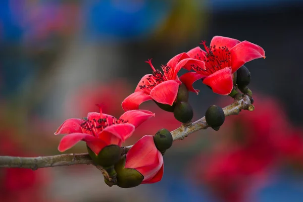 炸弹花的焦点 — 图库照片