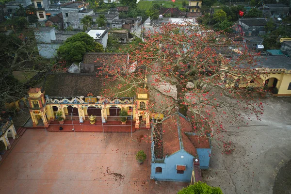 Bombax Ceiba Bloeit Een Oude Tempel Vietnam — Stockfoto