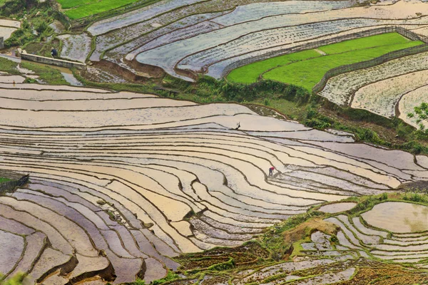 Рисовые Террасы Сезон Полива Lao Cai Вьетнам — стоковое фото