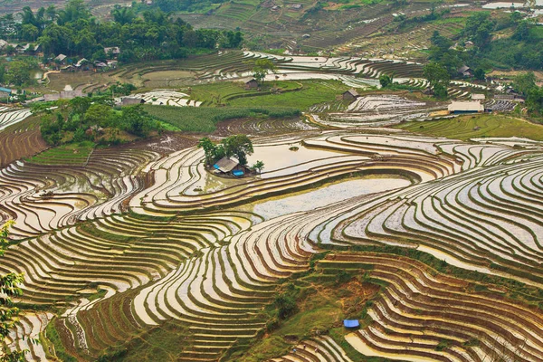 Terrazas Arroz Temporada Riego Lao Cai Vietnam — Foto de Stock