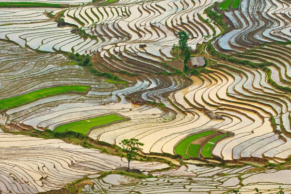 Рисовые Террасы Сезон Полива Lao Cai Вьетнам — стоковое фото