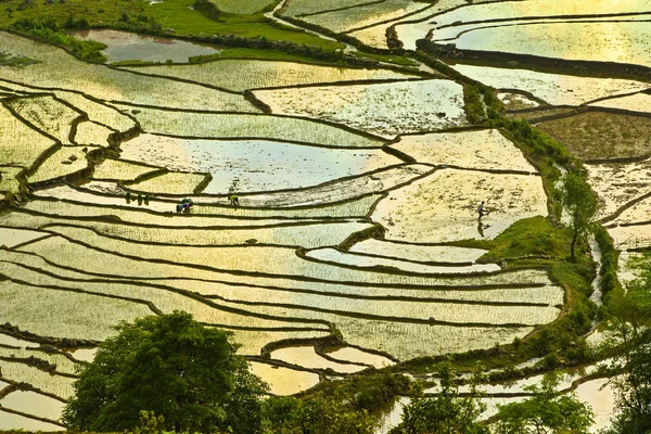 Рисовые Террасы Сезон Полива Lao Cai Вьетнам — стоковое фото