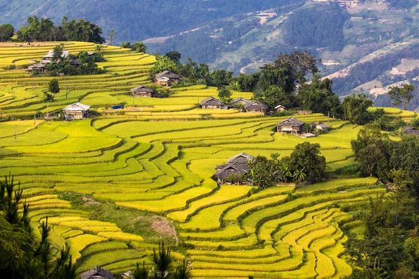 Riceové Terasy Giangu Vietnam Době Sklizně — Stock fotografie