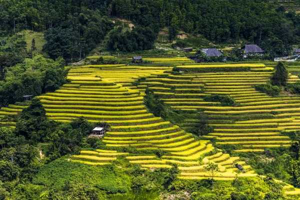 収穫時期にベトナム ハジャンのライデンス田 — ストック写真