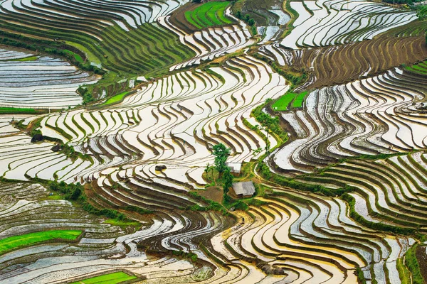 Рисовые Террасы Сезон Полива Lao Cai Вьетнам — стоковое фото