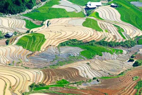 Hermosas Terrazas Arroz Cang Chai Vietnam Temporada Riego Mayo 2019 — Foto de Stock