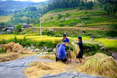 Ha Giang, Vietnam-Eylül 29, 2017: etnik kocası ve karısı elle yolda pirinç eşleme. 