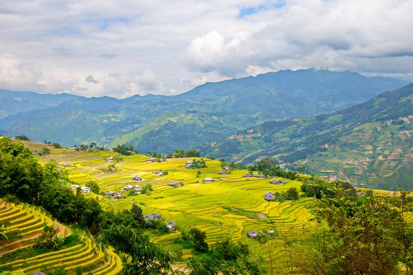 Riceové Terasy Giangu Vietnam Době Sklizně — Stock fotografie