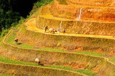 Mu Cang Chai, Vietnam-Mayıs 25, 2019: etnik çiftçiler terasları üzerinde çalışıyor