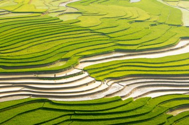 Pirinç Ekim sezonunda mu Cang Chai, Vietnam teraslar güzel manzara.