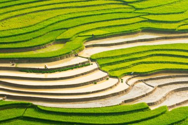 Çok etkileyici manzara mu Cang Chai, Vietnam pirinç Ekim sezonunda.