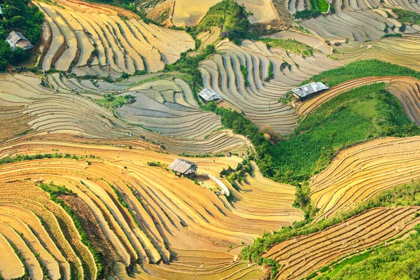 田植えシーズンのベトナム ムーカンチャイの非常に印象的な風景 — ストック写真