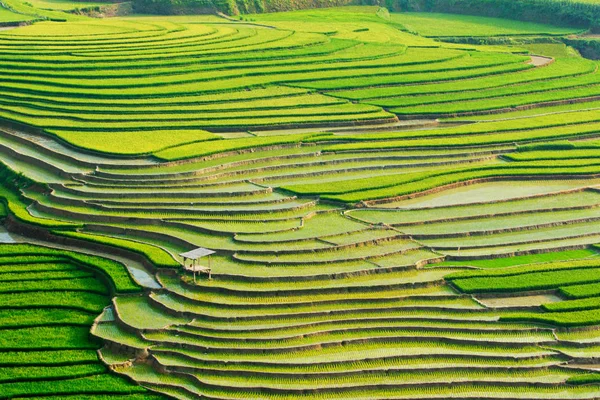 田植えシーズンのベトナム ムーカンチャイのテラスの美しい風景 — ストック写真