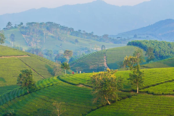 从山顶看越南普托茶园景观 — 图库照片